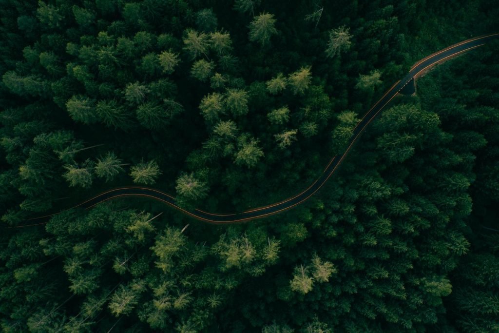 Reforestamos el bosque lemonte