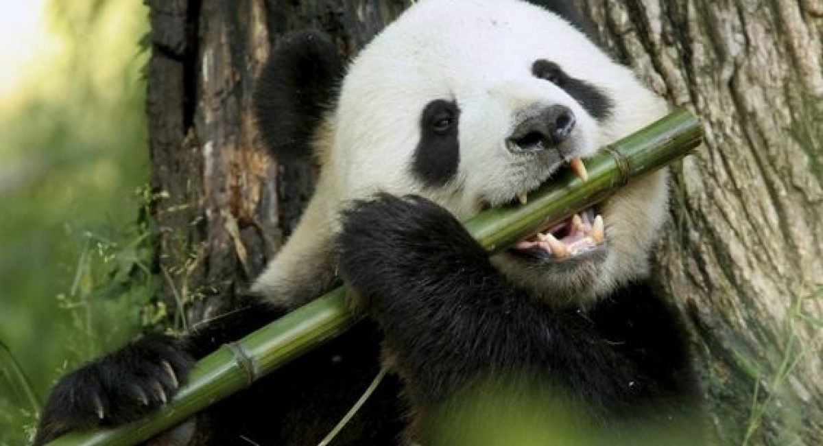 oso panda